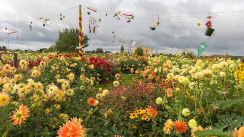 A l’occasion de la Fête du dahlia à Beauvais, en septembre, neuf écrins de couleurs différentes en ont formé le « cœur coloré ». Cette réalisation se composait d’une association de bulbes d’été, de plantes et d’objets. © Verver Export